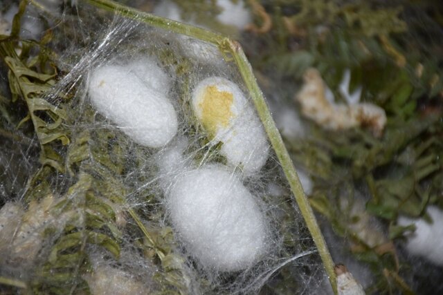 نوغانداری آستارا در مسیر توسعه/ بازدهی اقتصادی بالای پرورش کرم ابریشم