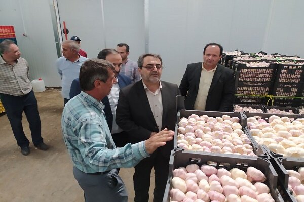 فعالیت ۱۸ واحد سورتینگ و بسته بندی محصولات کشاورزی در آستارا