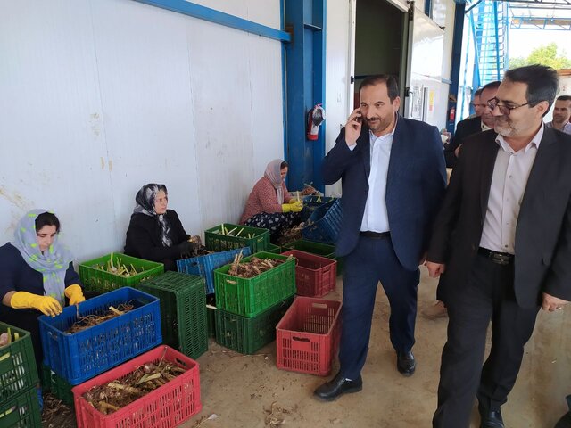 فعالیت ۱۸ واحد سورتینگ و بسته بندی محصولات کشاورزی در آستارا