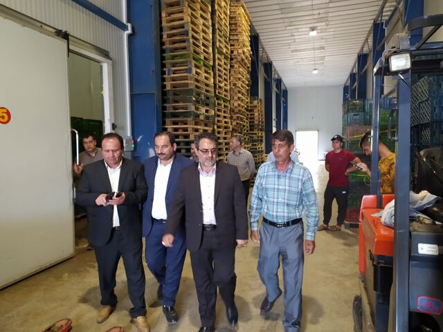 فعالیت ۱۸ واحد سورتینگ و بسته بندی محصولات کشاورزی در آستارا