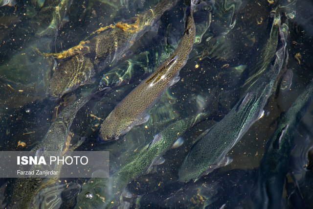 لرستان؛ فرصت تولید و تجارتِ صنعت شیلات