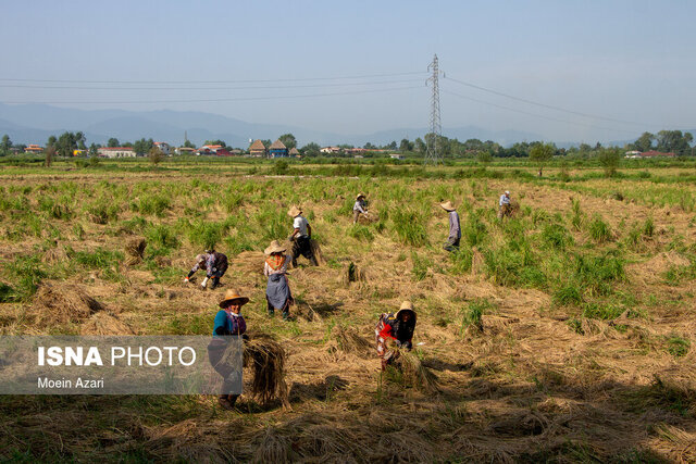 روایت رَنجِ بِرنجکاران گیلانی