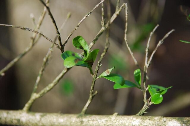 بلایت شمشاد
