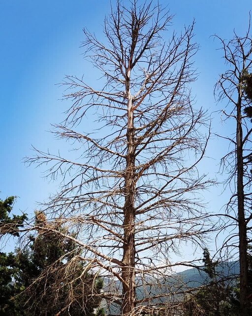 سایه شوم آفت بر درختان زربین و کاج در جنگلهای هیرکانی