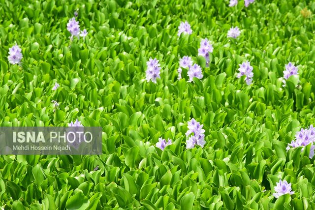 آبگیر سفیر امید آستارا میزبان گیاه مهاجم سنبل آبی/ خطر در کمین تالاب استیل