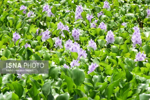 آبگیر سفیر امید آستارا میزبان گیاه مهاجم سنبل آبی/ خطر در کمین تالاب استیل