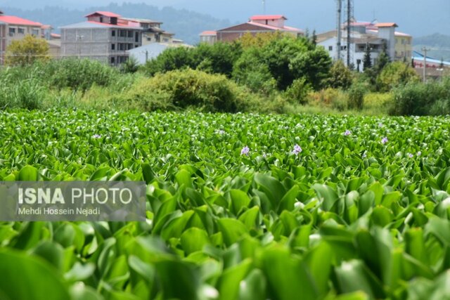 آبگیر سفیر امید آستارا میزبان گیاه مهاجم سنبل آبی/ خطر در کمین تالاب استیل