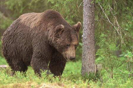 عکس تزیینی است مشاهده خرس قهوهای در ارتفاعات جنگلی فومن + ویدیو