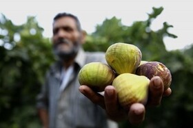 برداشت انجیر گیلان توسط ۲۰۰۰ باغدار/ توسعه کشت نهال انجیر از ارقام اصلاح شده