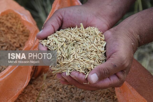 ۸۵ درصد محصول برنج اراضی شالیزاری شهرستان آستارا برداشت شد