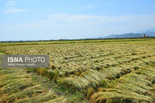 ۸۵ درصد محصول برنج اراضی شالیزاری شهرستان آستارا برداشت شد