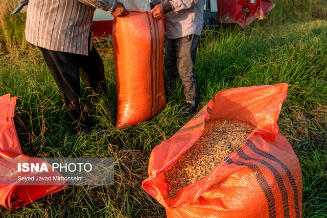 بانک ها برای خرید ۳۰ هزار تن برنج باقیمانده گیلان مساعدت کنند
