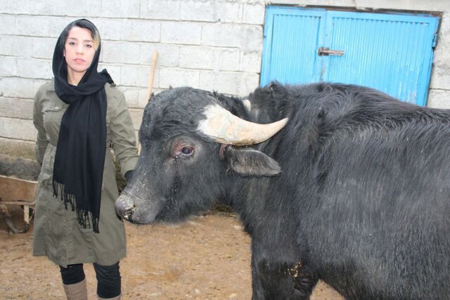 جای خالی کارخانجات تبدیلی لبنی در کنار مزارع گاومیش داران/کشورهای همسایه متقاضی هستند