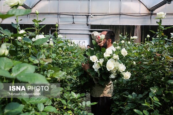 صادرات گیاهان زینتی گیلان به آسیای میانه