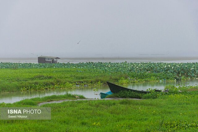 سفرنامه باران در تالاب افسانه ای انزلی