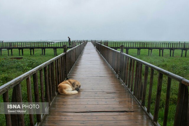 سفرنامه باران در تالاب افسانه ای انزلی