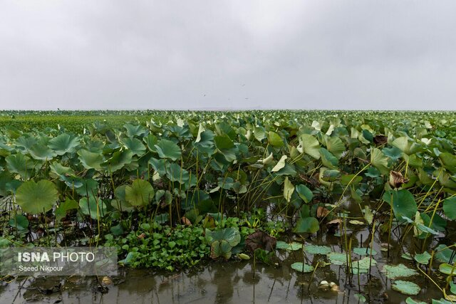 سفرنامه باران در تالاب افسانه ای انزلی
