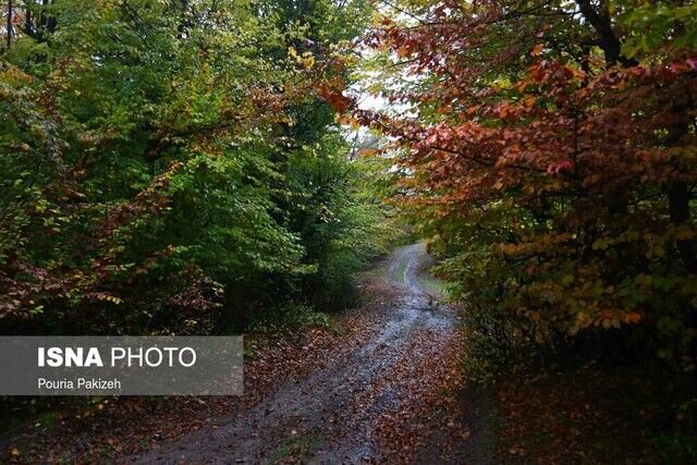 اقتصاد زیست محیطی؛ گامی برای حفظ جنگلهای هیرکانی