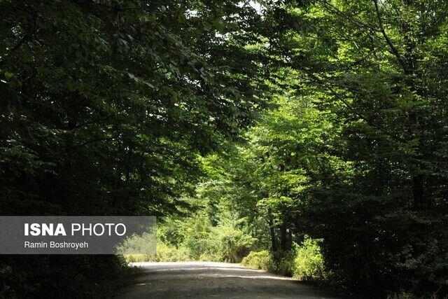 اقتصاد زیست محیطی؛ گامی برای حفظ جنگلهای هیرکانی