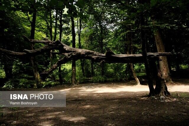 اقتصاد زیست محیطی؛ گامی برای حفظ جنگلهای هیرکانی
