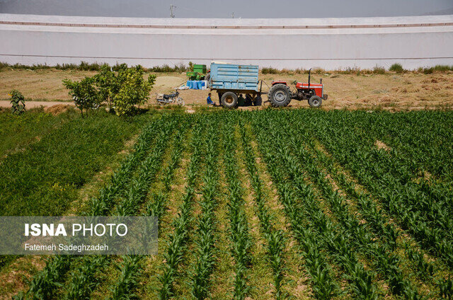 یک سوم محصولات کشاورزی مورد حمله آفات قرار می گیرند/ کاهش ضایعات با پرتودهی