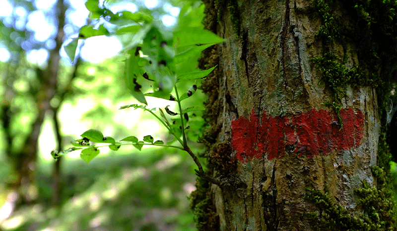 رفع تصرف ۳۲۵ هکتاری اراضی ملی در گیلان