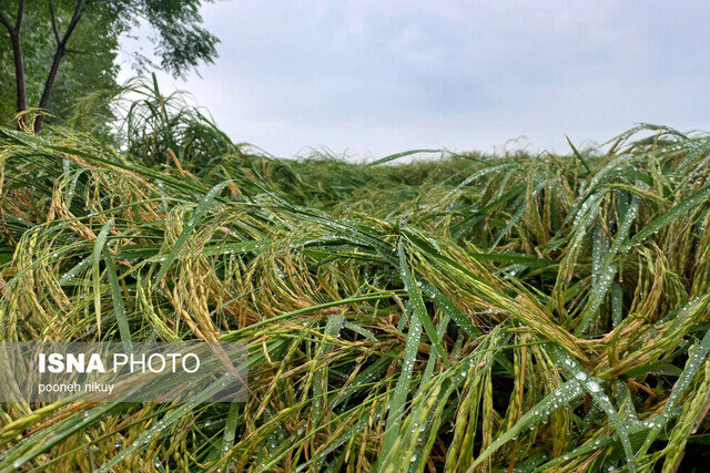 پرداخت غرامت ۱۸ میلیارد تومانی به کشاورزان خسارت دیده گیلان