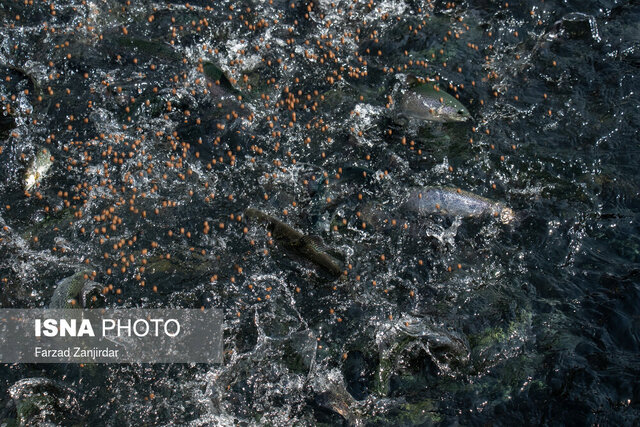 ظرفیت تولید ۱۳۸۱ تن ماهی پرورشی در رودسر