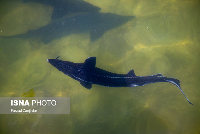 ظرفیت تولید ۱۳۸۱ تن ماهی پرورشی در رودسر