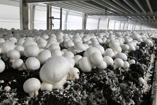 تولید سالانه ۴۸۰۰ تنی قارچ در گیلان