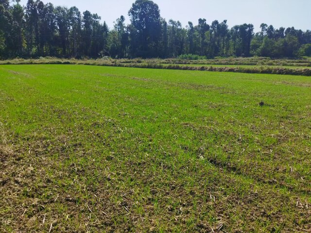 کشت ۲۴۵۰ هکتاری راتون در بندر انزلی