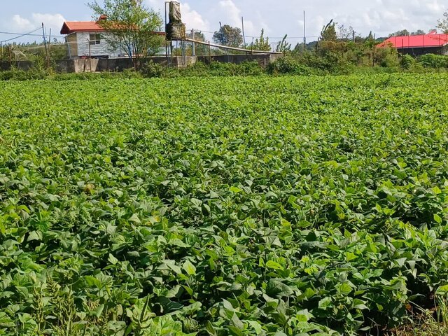 کشت ۲۴۵۰ هکتاری راتون در بندر انزلی