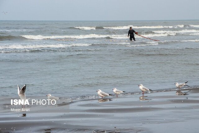فصل صید ماهی در گیلان آغاز شد