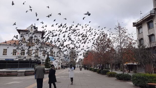 بال زدن پرندگان باعث انتشار بیماری‌هایی همچون آنفلوانزای فوق حاد پرندگان می شود