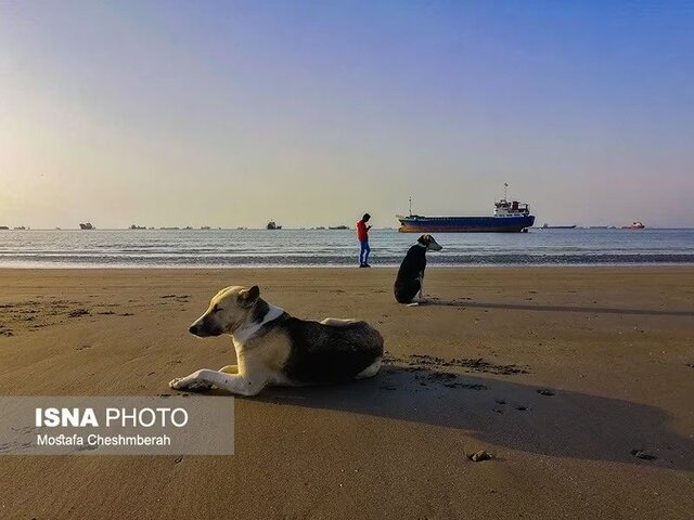 مریم هنوز هم کابوس حمله سگهای بلاصاحب را دارد