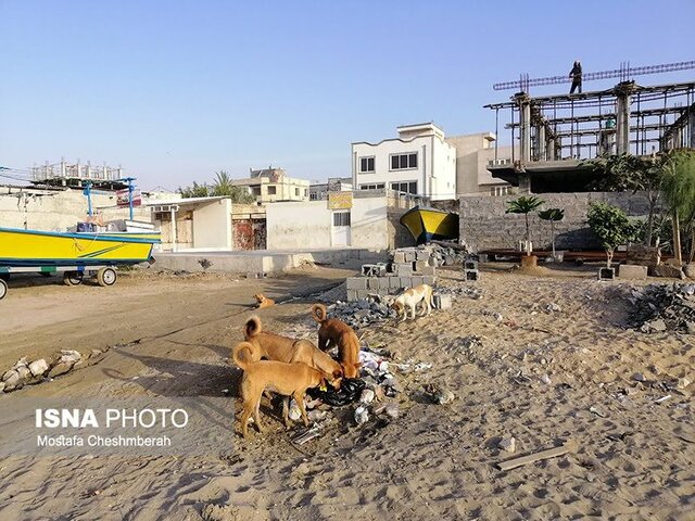 مریم هنوز هم کابوس حمله سگهای بلاصاحب را دارد