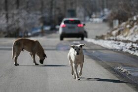مریم هنوز هم کابوس حمله سگهای بلاصاحب را دارد