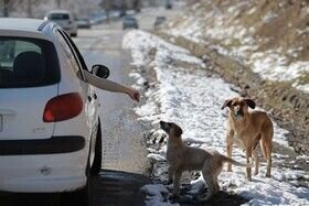 مریم هنوز هم کابوس حمله سگهای بلاصاحب را دارد