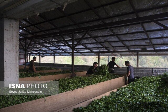 پرداخت ۱۰۴۳ میلیارد تومانی مطالبات چایکاران معادل ۵۵ درصد کل مطالبات