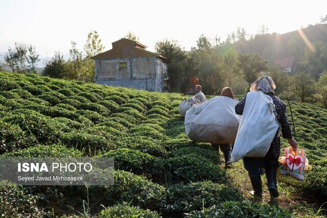 پرداخت ۱۰۴۳ میلیارد تومانی مطالبات چایکاران معادل ۵۵ درصد کل مطالبات