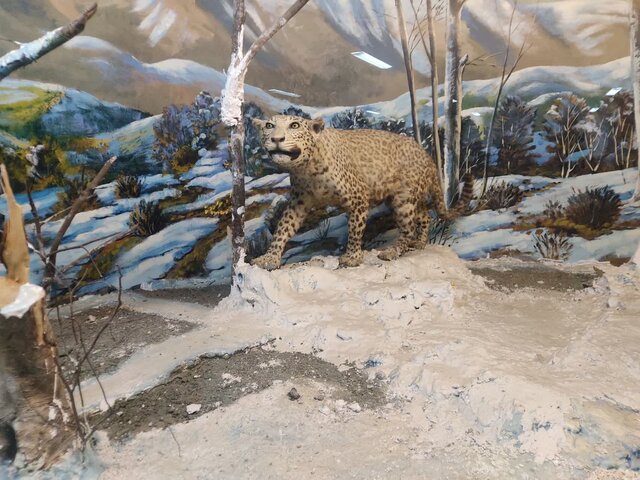 موزه تاریخ طبیعی محیط زیست؛ نمایانگر تنوع اکوسیستمی حیات وحش گیلان