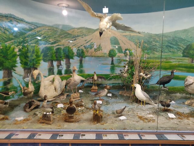 موزه تاریخ طبیعی محیط زیست؛ نمایانگر تنوع اکوسیستمی حیات وحش گیلان