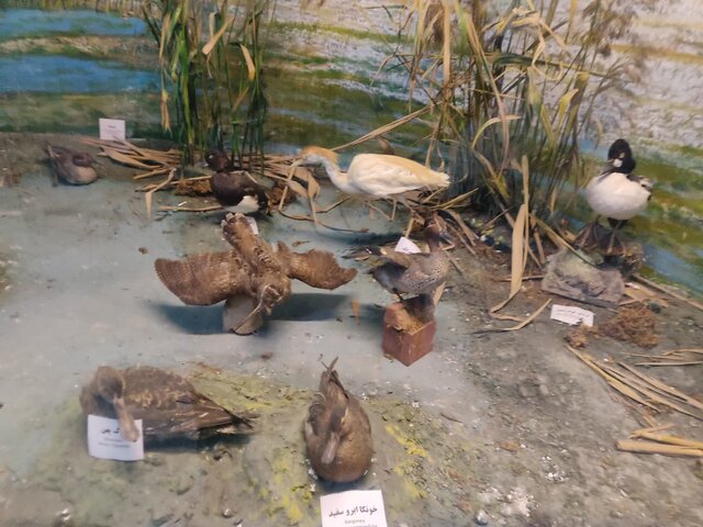 موزه تاریخ طبیعی محیط زیست؛ نمایانگر تنوع اکوسیستمی حیات وحش گیلان