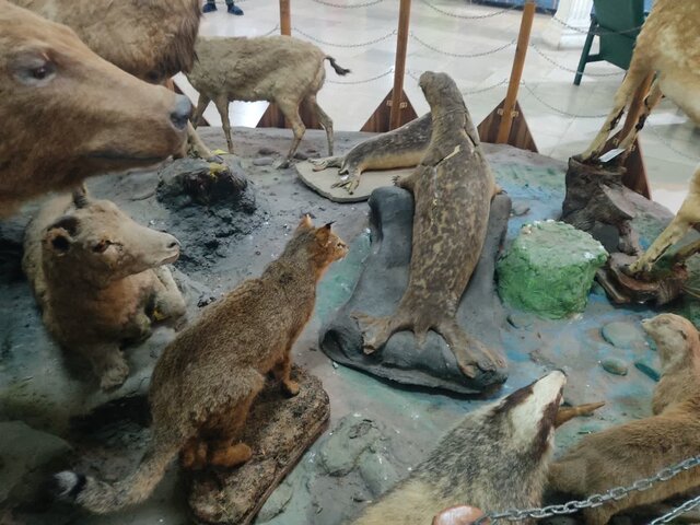 موزه تاریخ طبیعی محیط زیست؛ نمایانگر تنوع اکوسیستمی حیات وحش گیلان