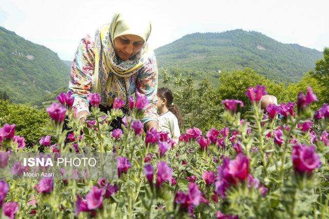 رویش بیش از ۲۰۰۰ گونه گیاهی مراتع گیلان/ توسعه گیاهان دارویی در طرح های مرتع داری