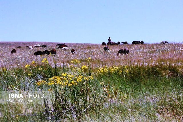 رویش بیش از ۲۰۰۰ گونه گیاهی مراتع گیلان/ توسعه گیاهان دارویی در طرح های مرتع داری