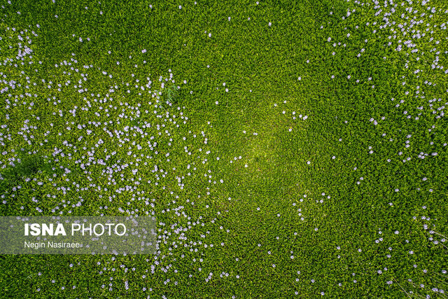 ریشهکنی گیاه مهاجم سنبل آبی به مشارکت اجتماعی نیاز دارد