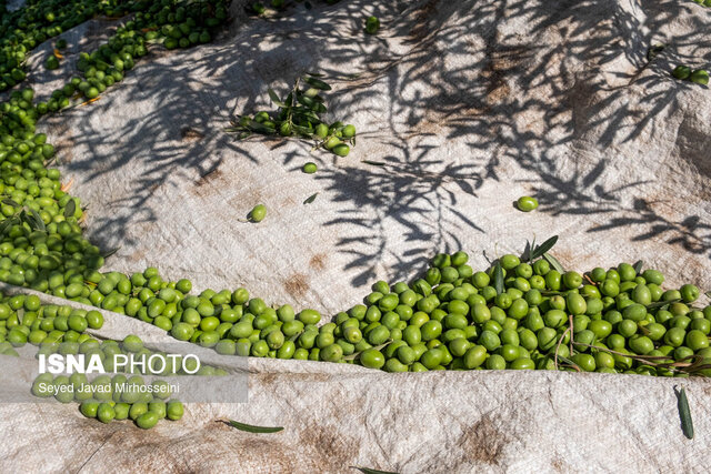 پیش بینی برداشت ۱۶ هزار تنی زیتون گیلان/ ۴۰ درصد روغنی است