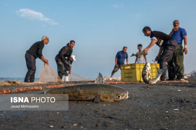 رهاسازی ۱۲۰ میلیون بچه ماهی خاویاری در رودخانههای منتهی به دریای خزر