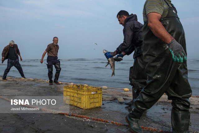 صید ۱۲۰ تن ماهی استخوانی از دریای خزر